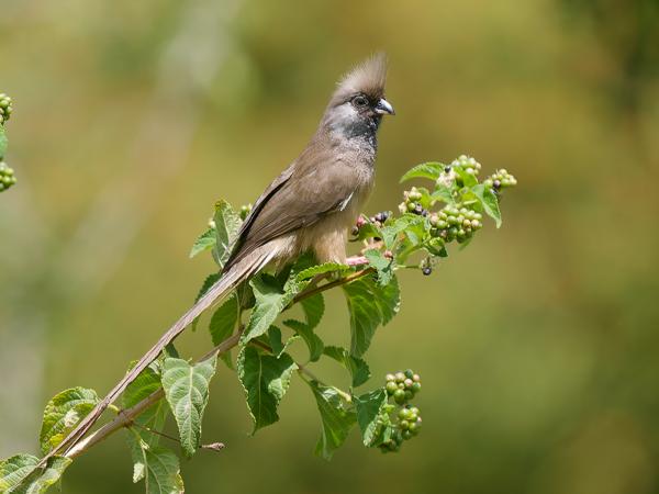 <h3><a href="/trips/tanzania/biota/animalia/chordata/aves/034 coliiformes/001 coliidae/colius striatus/colius striatus-nl.html">Colius&nbsp;striatus</a> / Speckled&nbsp;mousebird / Bruine&nbsp;muisvogel</h3>OM-1 Mark II met OLYMPUS M.150-400mm F4.5, 1/2000 sec  bij F4.5, ISO 640, afstand 15.0&nbsp;m